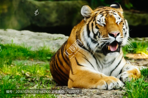 虎（Panthera,tigris）