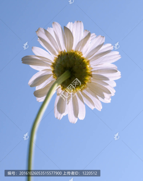 甘菊藍(lán)的天空