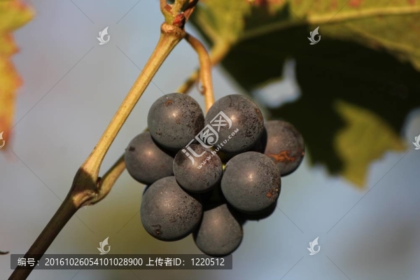 葡萄