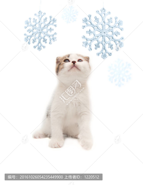 小可愛的小貓看著雪花