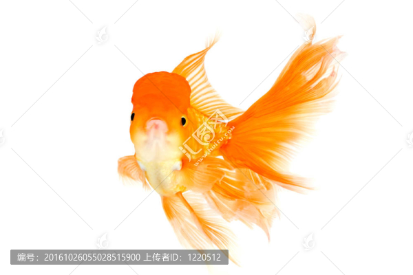 大尾金魚