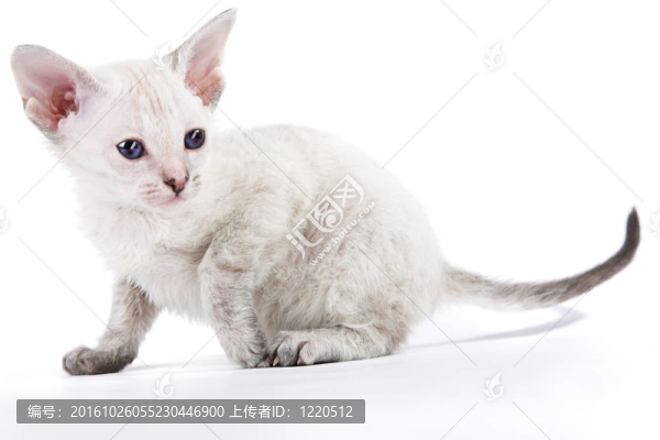 東方的小貓