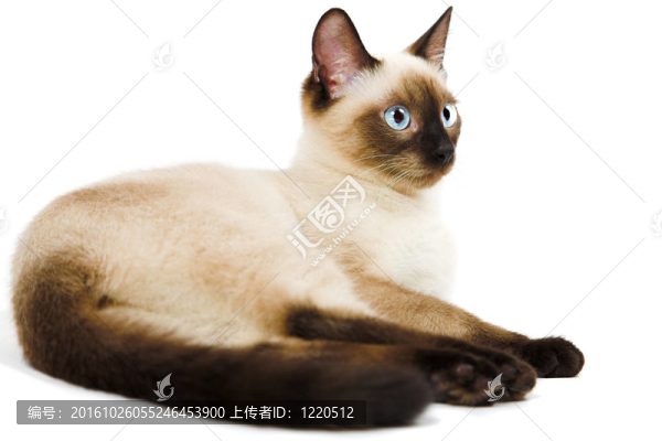 暹羅貓