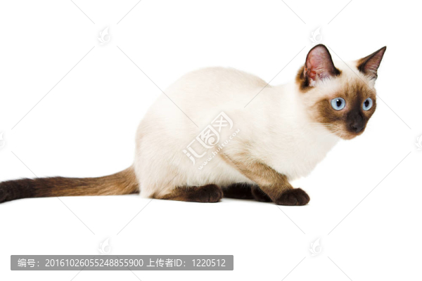 暹羅貓