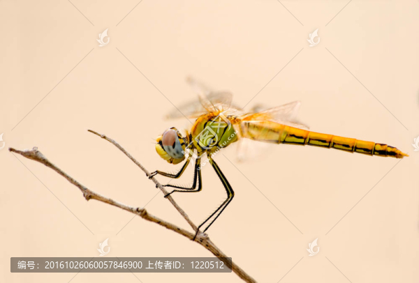 蜻蜓