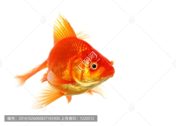 金魚