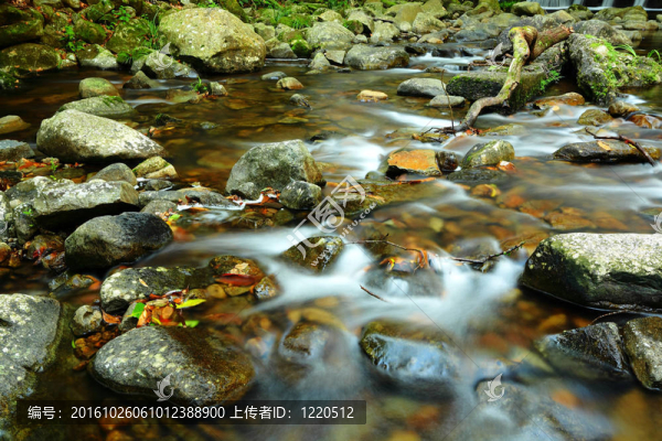 森林新鮮溪流