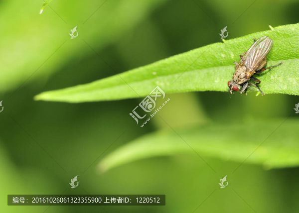 沼澤飛（Tetanocera）