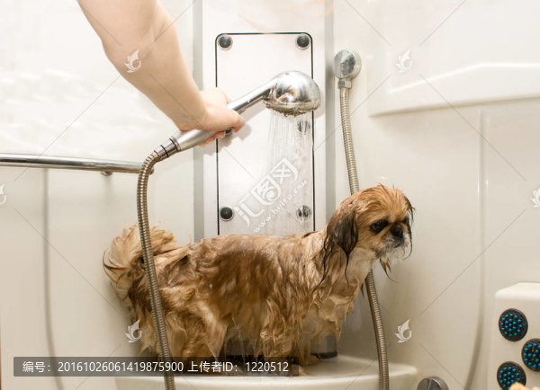濕狗