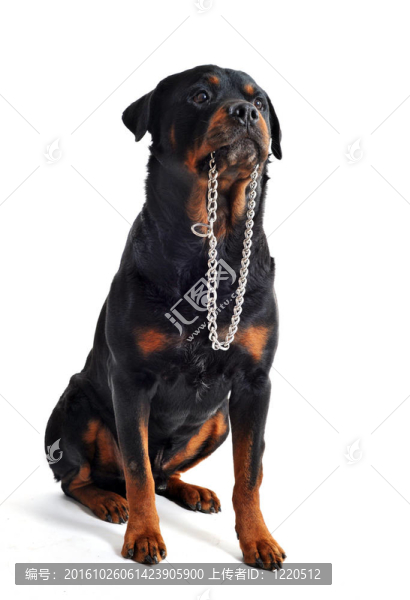 羅威和領(lǐng)