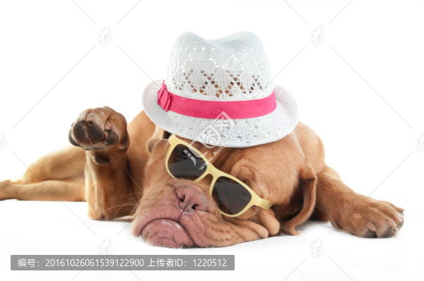 波爾多獒犬與帽子