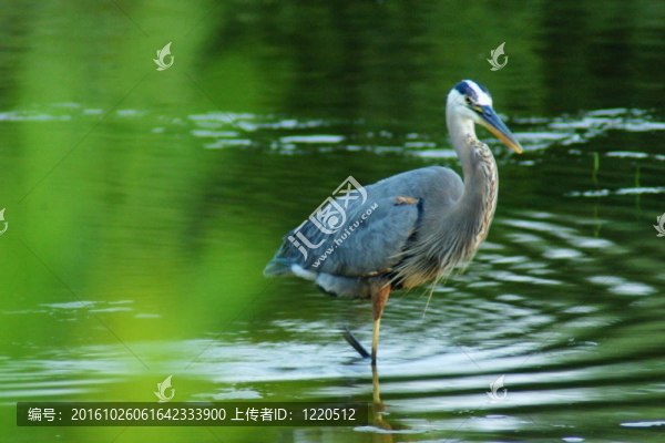 大藍鷺