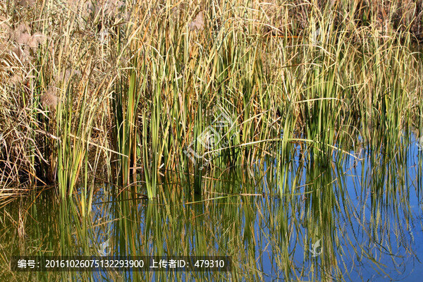 蘆葦,濕地,自然,生態(tài),風(fēng)光