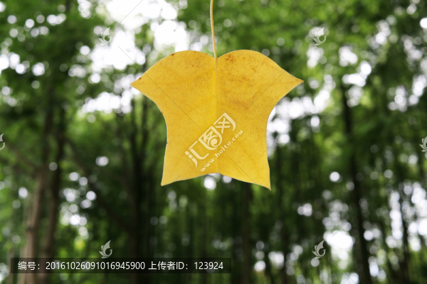梧桐葉