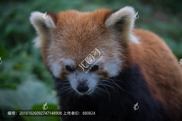 小熊貓
