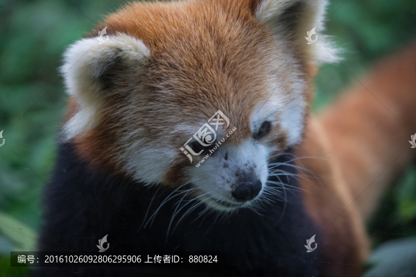 小熊貓