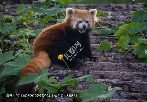 小熊貓