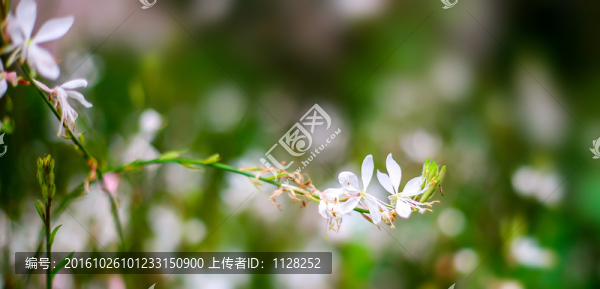 花卉