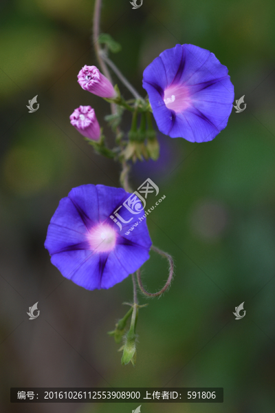 藍色喇叭花