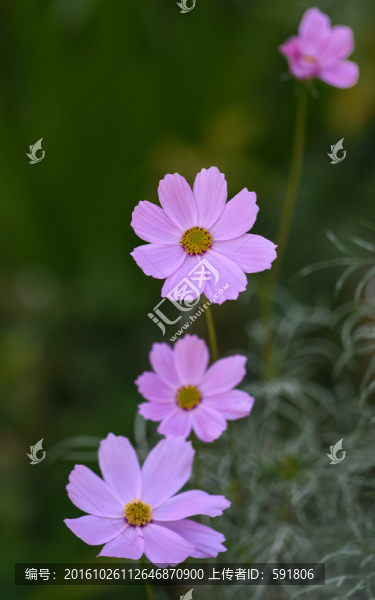 波斯菊