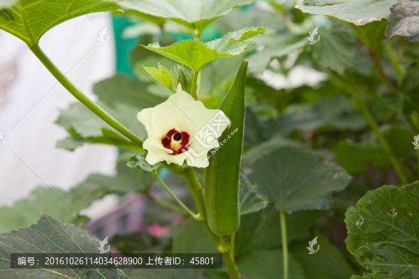 秋葵花