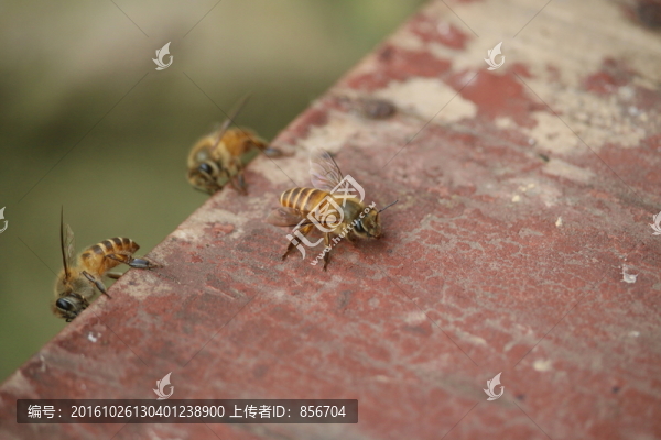 蜜蜂