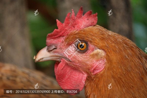 散養(yǎng)雞