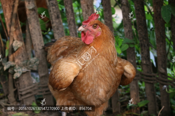 散養(yǎng)雞
