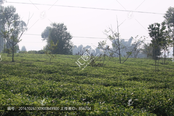 綠茶