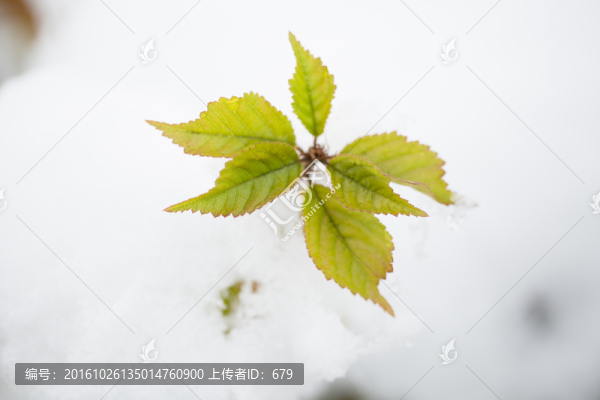 積雪,樹葉