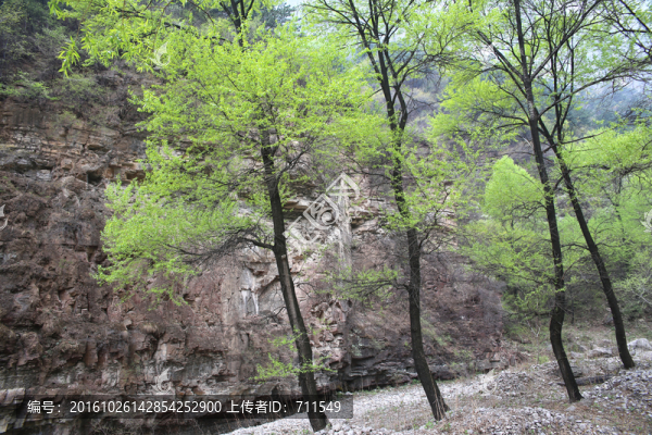 山溝里的樹(shù)