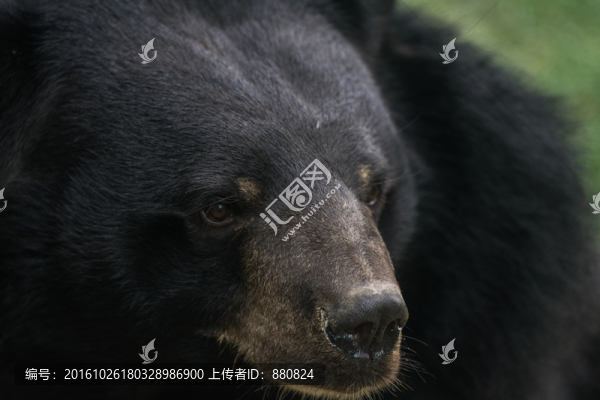 黑熊