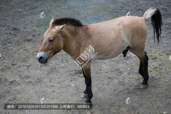 野馬