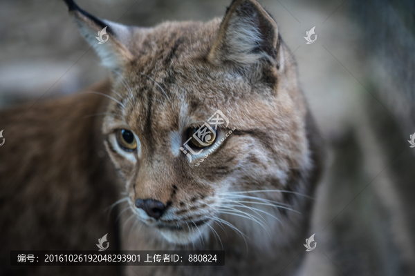 猞猁