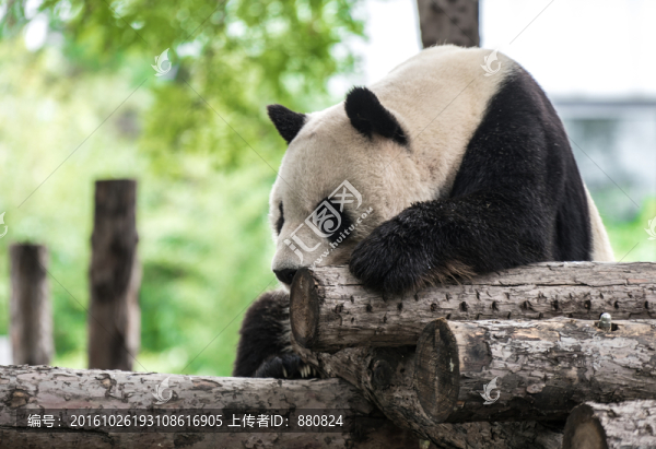 大熊貓