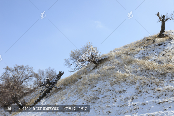 雪中胡楊