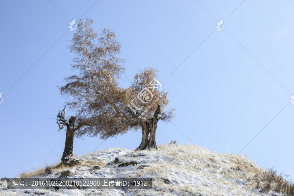 雪中胡楊