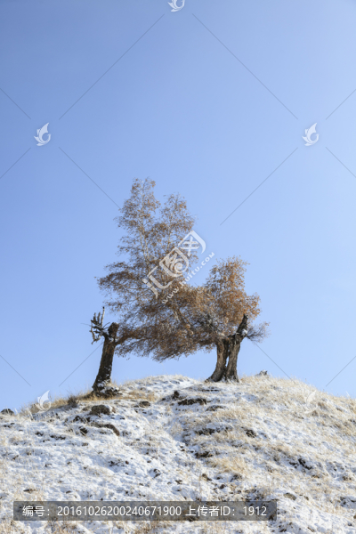 雪中胡楊