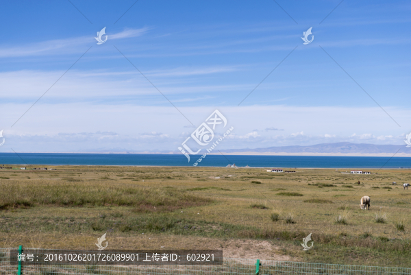 青海湖邊