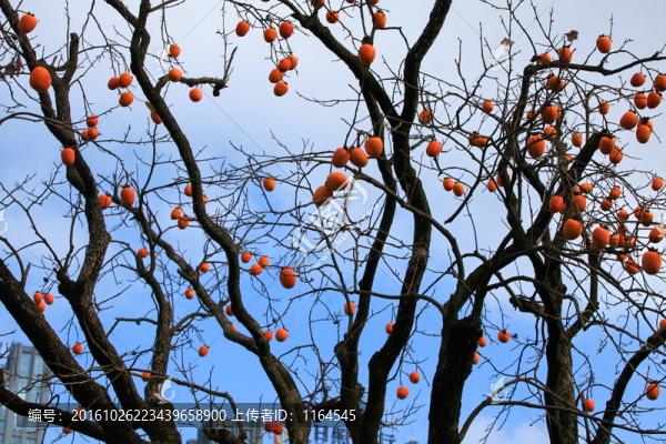 金秋紅柿