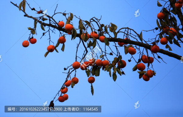 金秋紅柿