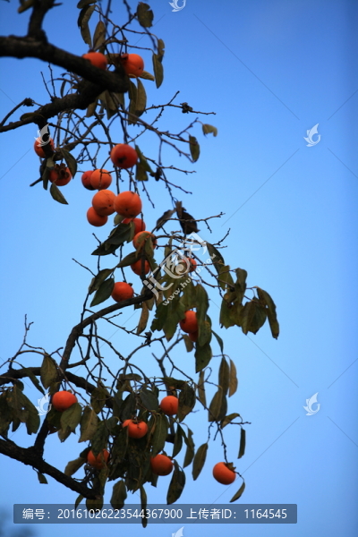 金秋紅柿