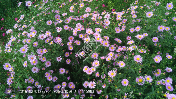 路邊的野花
