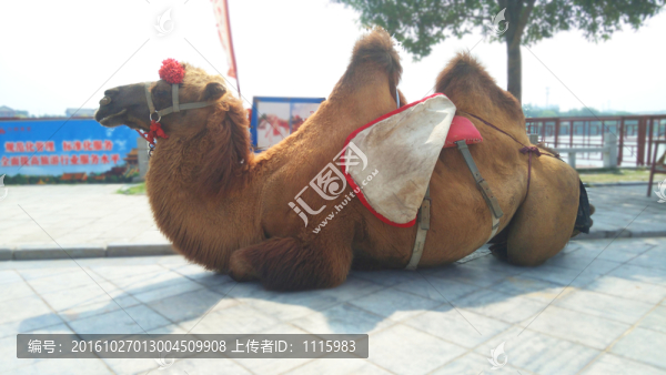 旅游景區(qū)駱駝