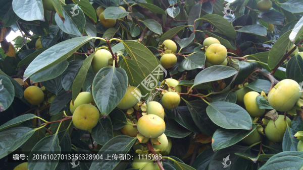 柿子樹