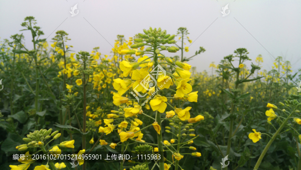 油菜花