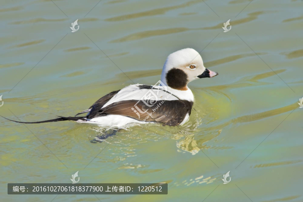 濱鳥