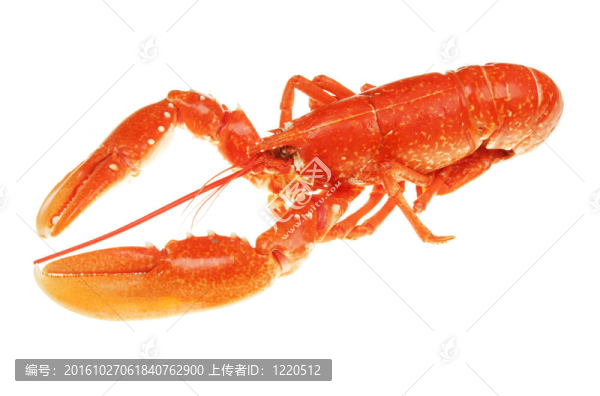 龍蝦