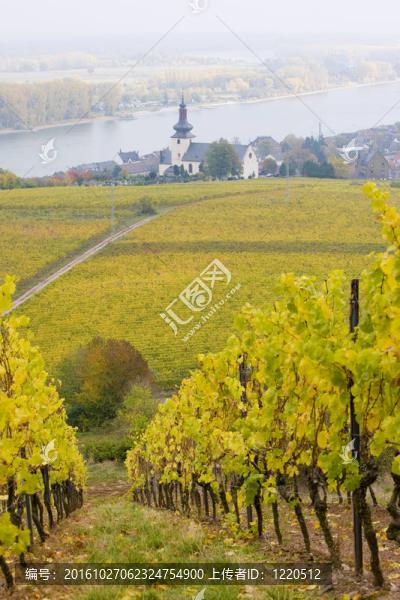 奧本海姆；Rheingau；德國
