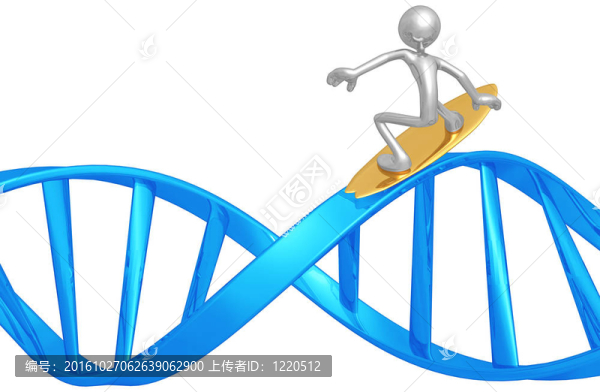 沖浪的DNA